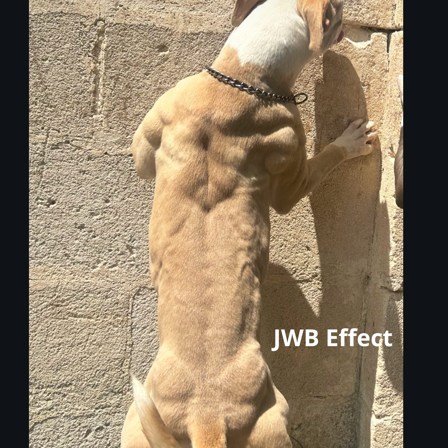 JWB Program (English Version)