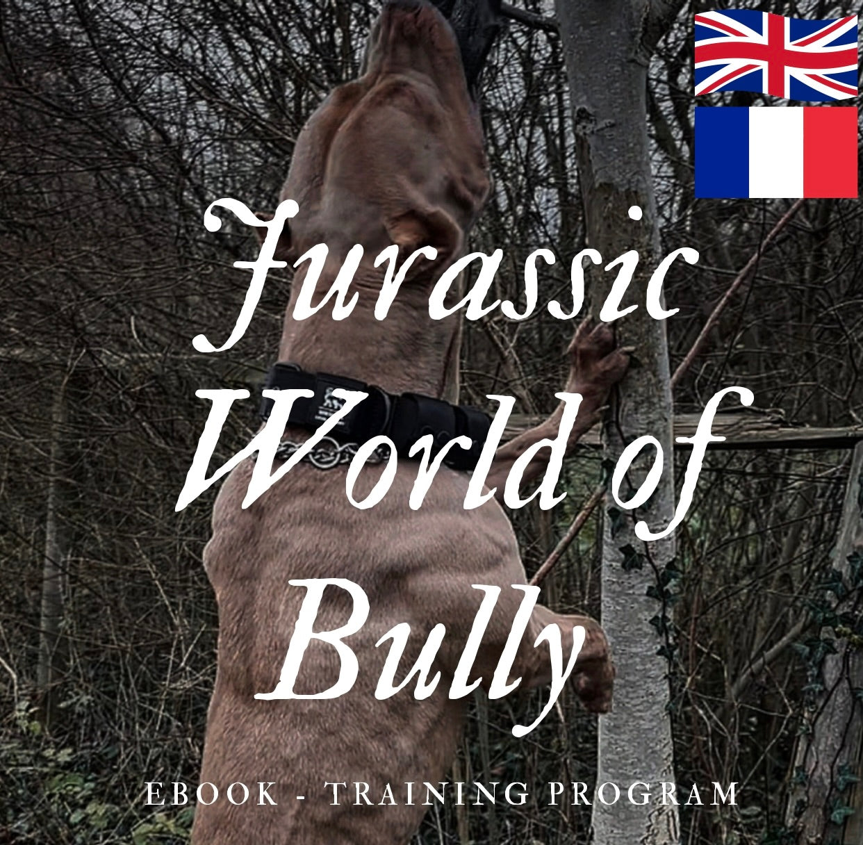 JWB Training Programs