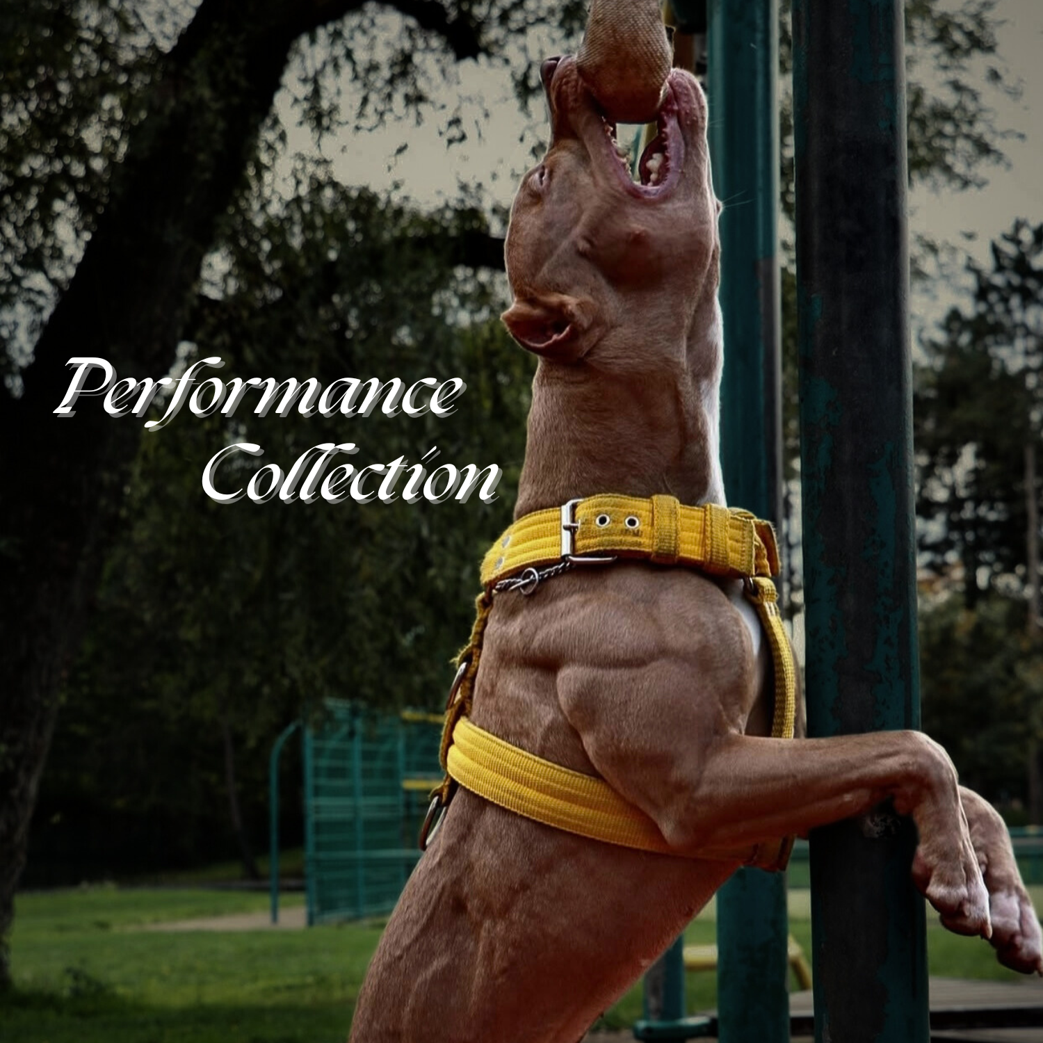 Performance Collection