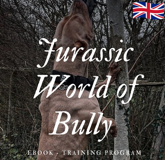 JWB Program (English Version)